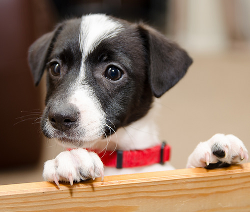 puppies, puppy, puppy tips, adopt a puppy