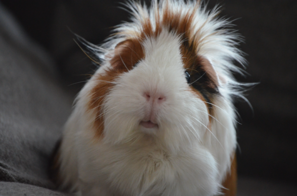 guinea pig, adopting guinea pig