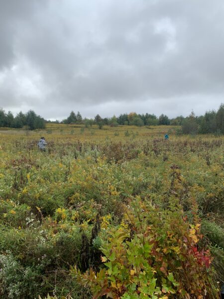 ontario streams, conserve and protect