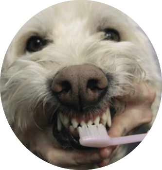 dog, teeth, tip, veterinarian, pet healthy