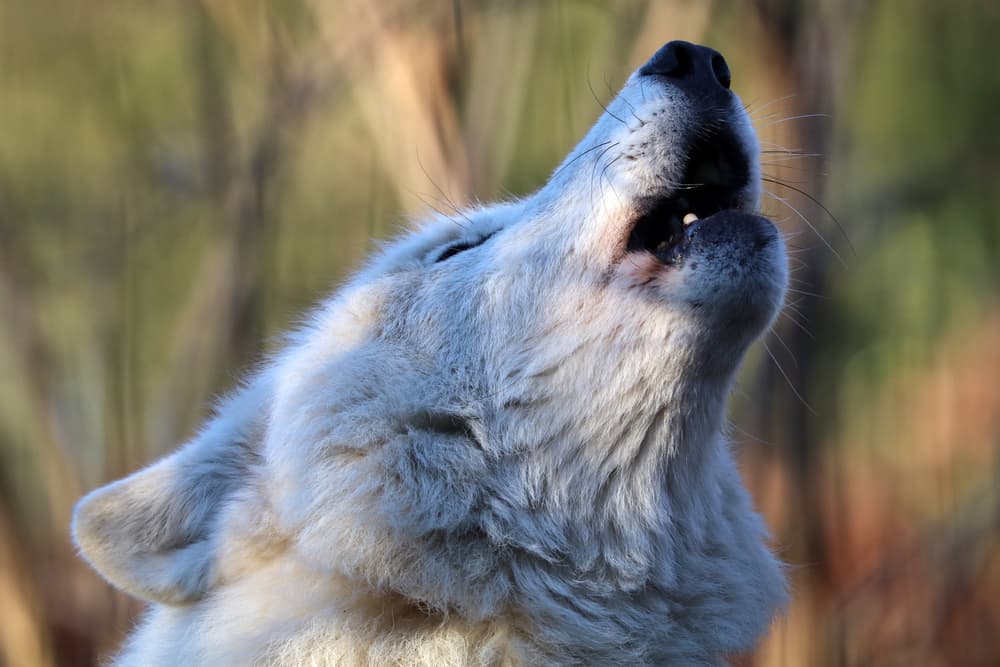 Wolf howling in the forest