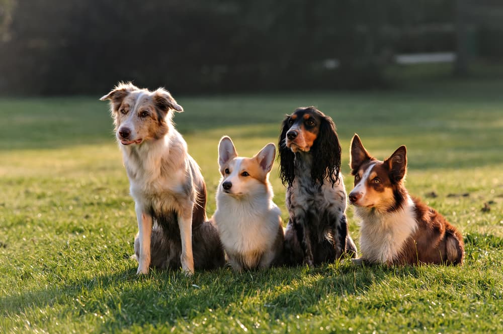 Group of dogs in field looking confused