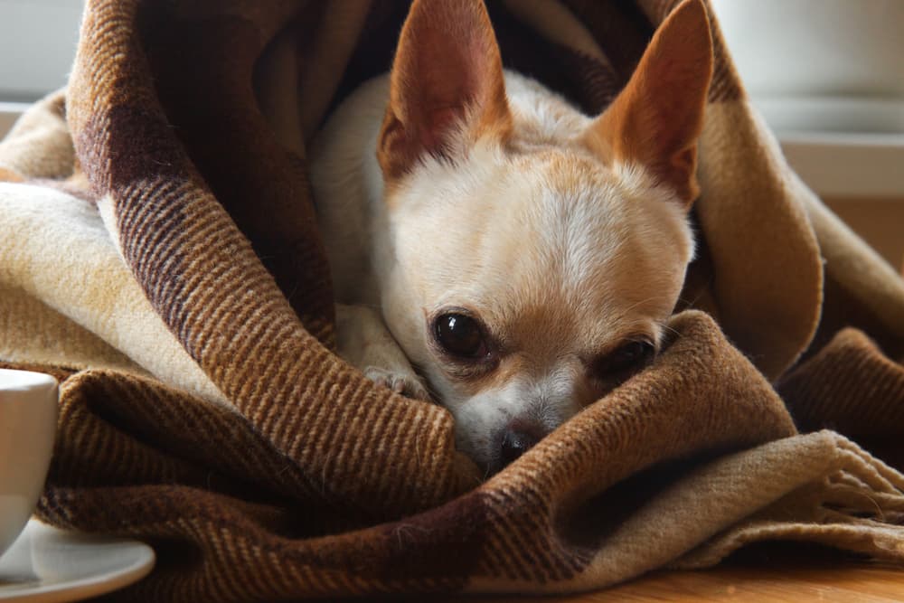 Dog laying in blanket looking sad