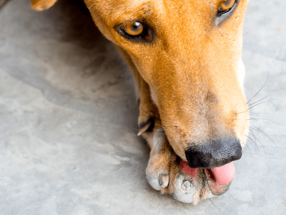 Why won't my dog stop licking. Dog is licking his paw raw