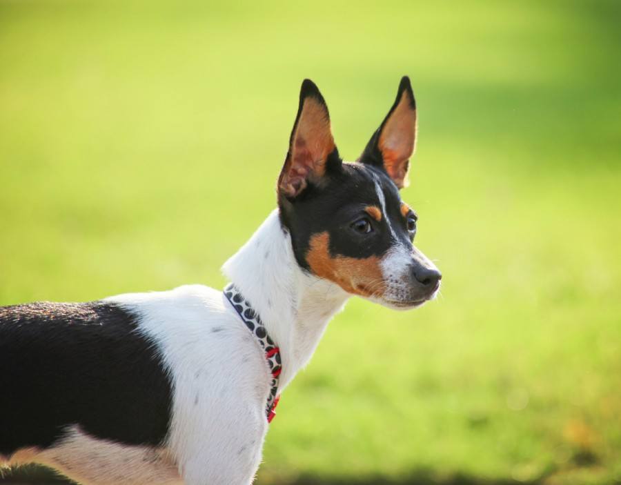 close up of a rat terrier