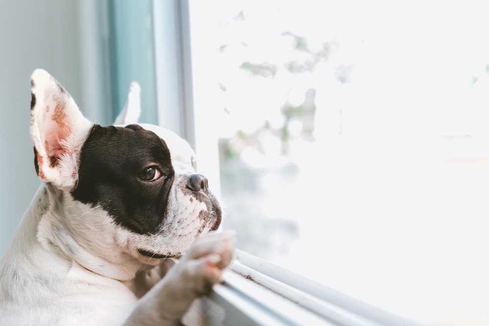 Dog waiting at window for owners to come home