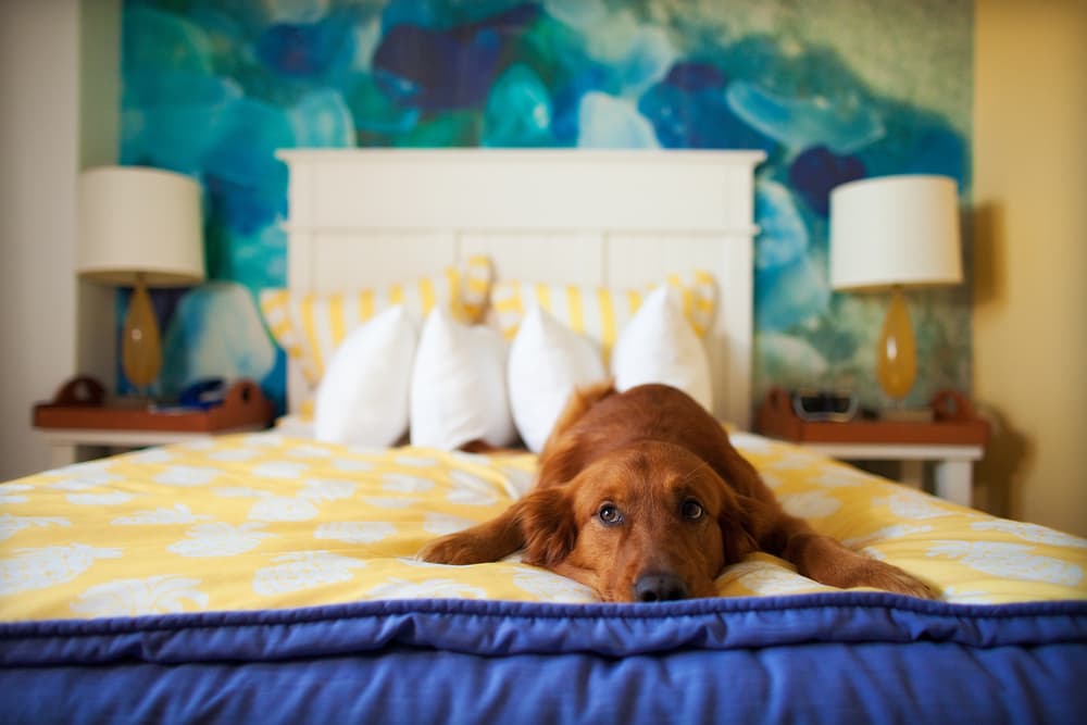 Dog laying on a bed showing signs of loneliness