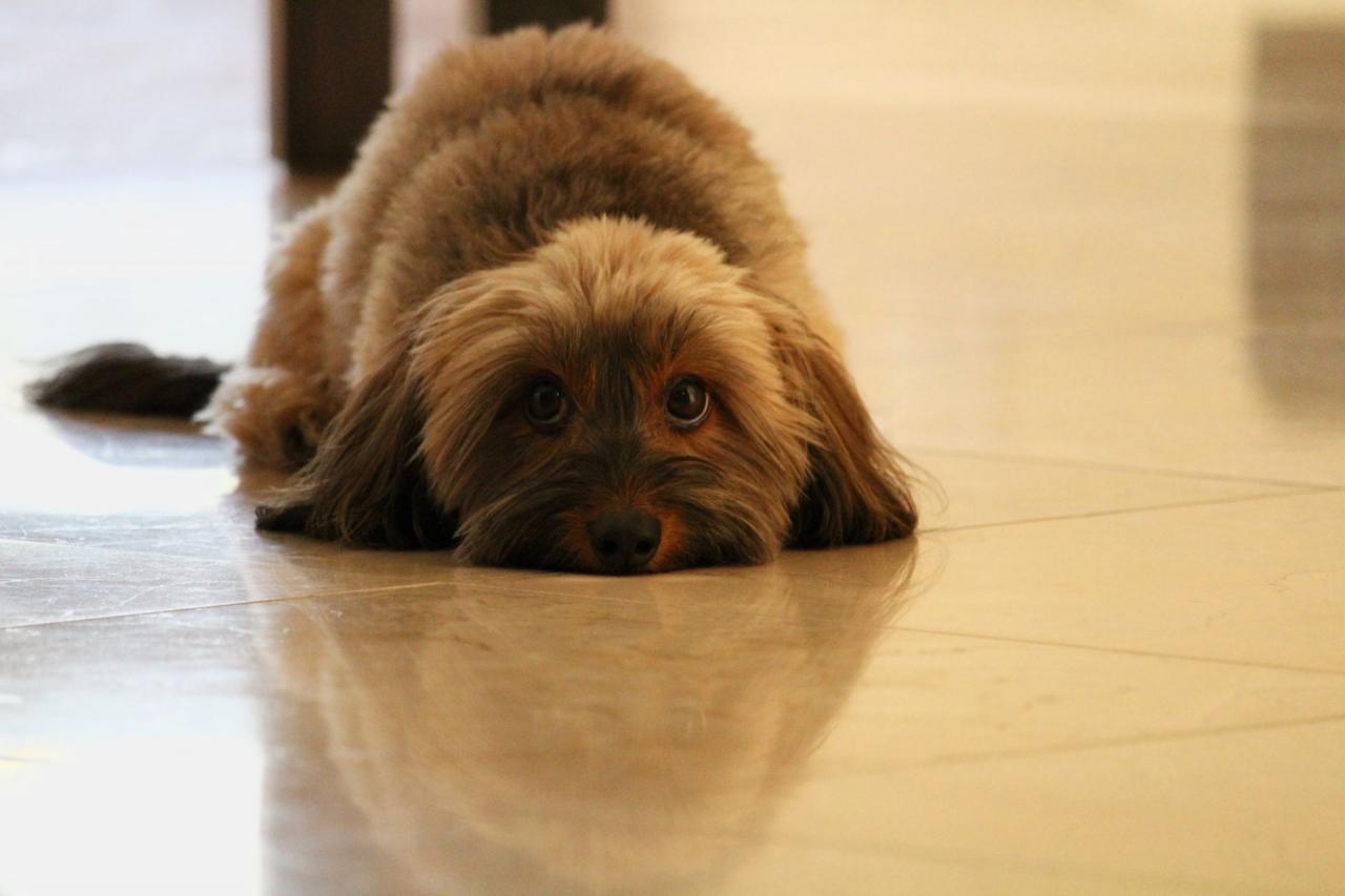 Dog lying down on floor