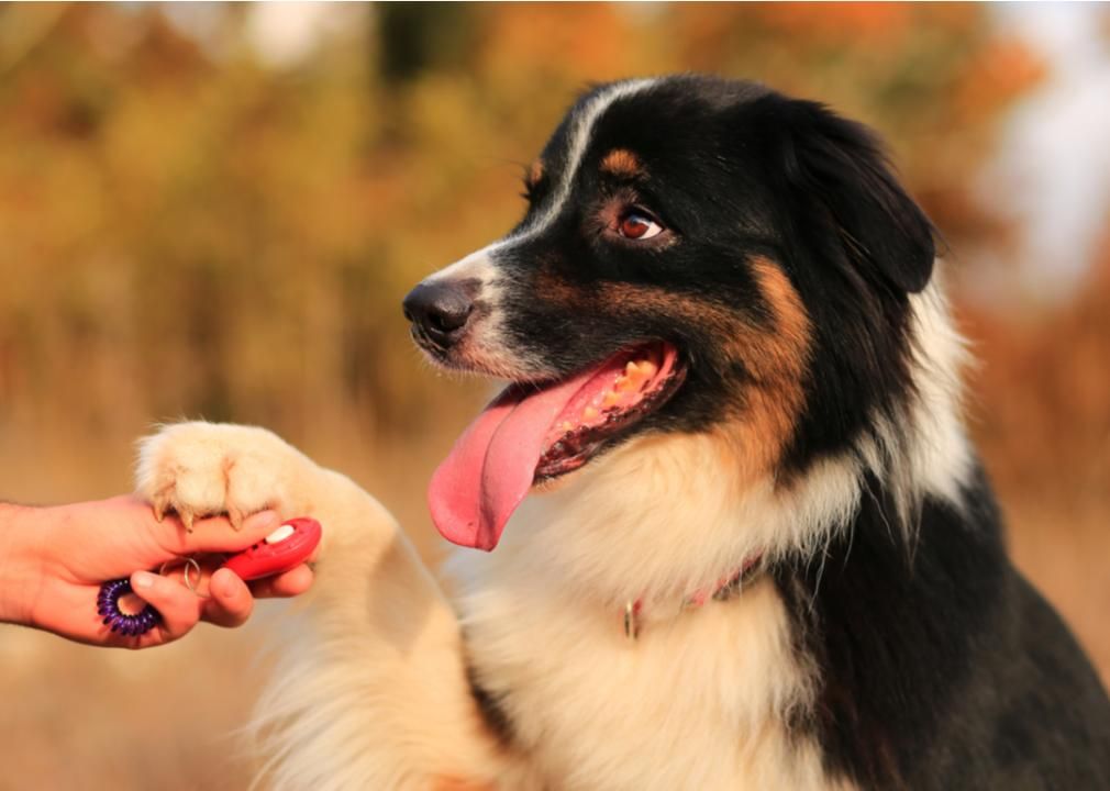 Clicker training with dog