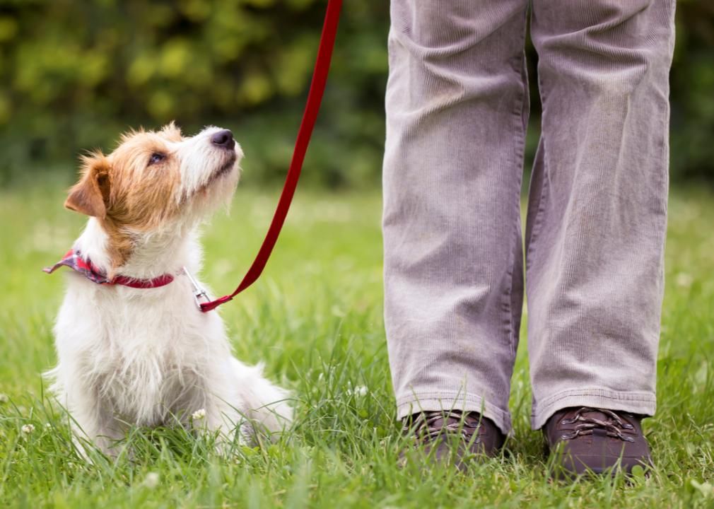 Dog on leash in dog park looking at owner