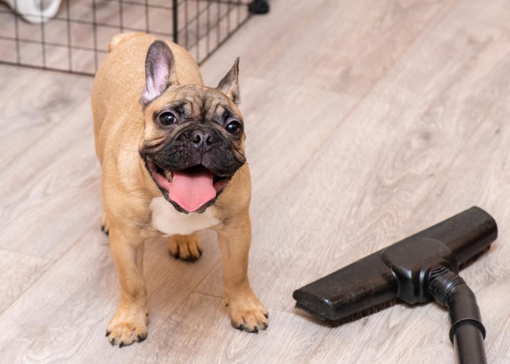 Dog standing next to vacuum cleaner