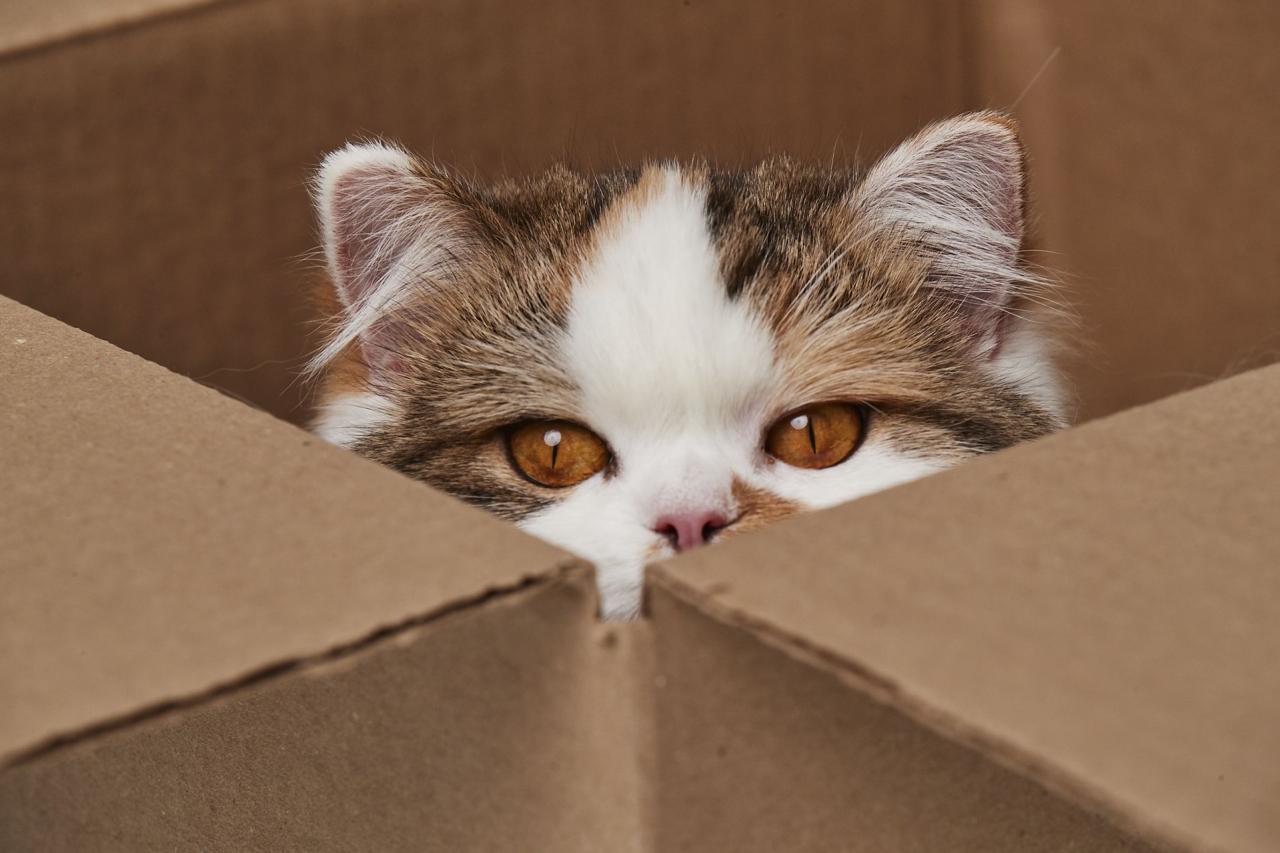 Cat hiding in a box