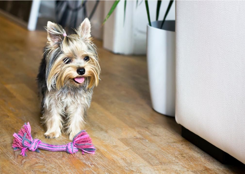 Dog leaving chew toy on the ground