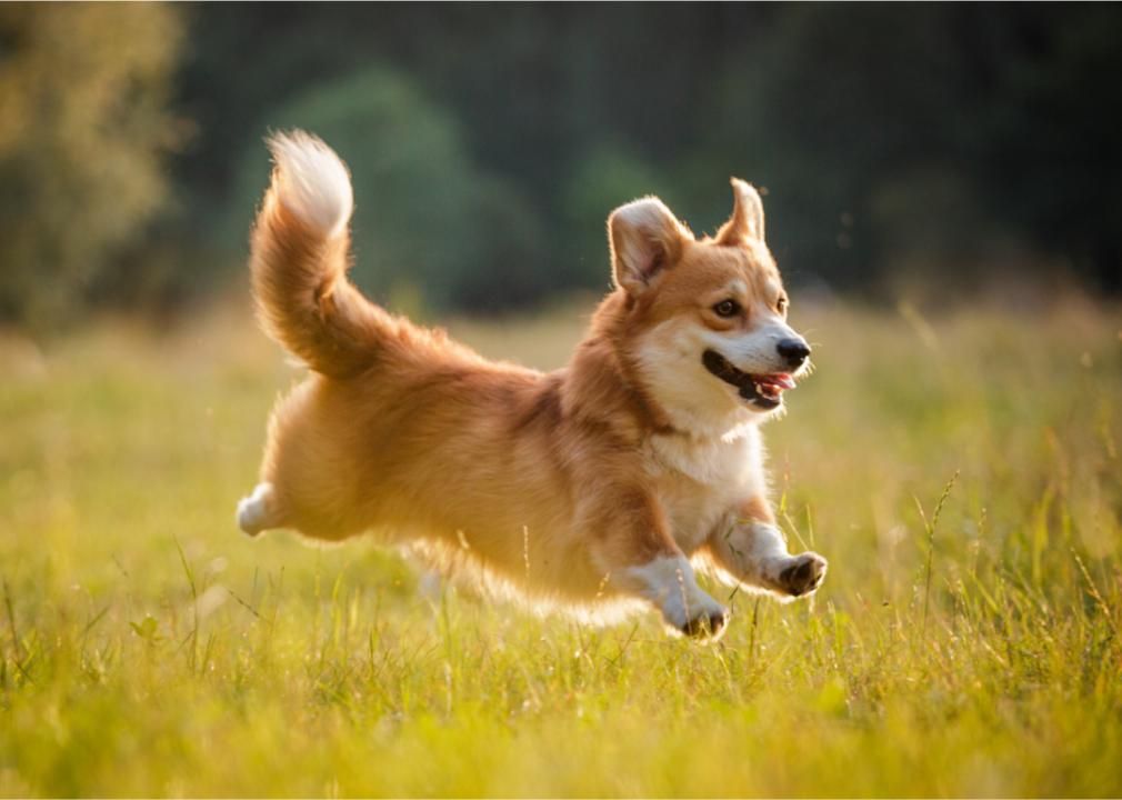 Dog running through field