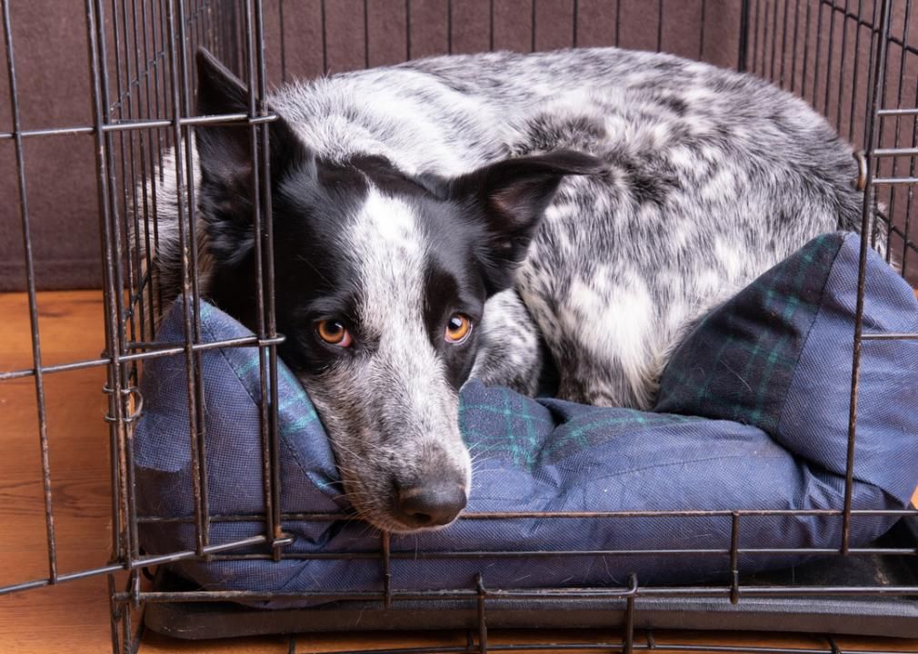 Dog lying down in crate