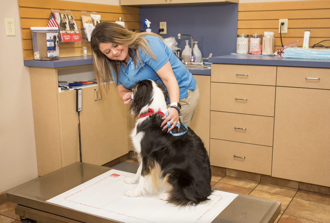 Aggressive dog at veterinarian