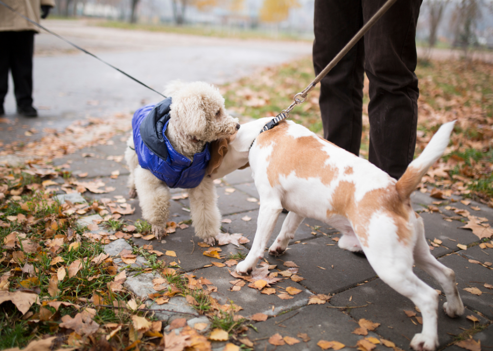 Walking dogs and introducing them