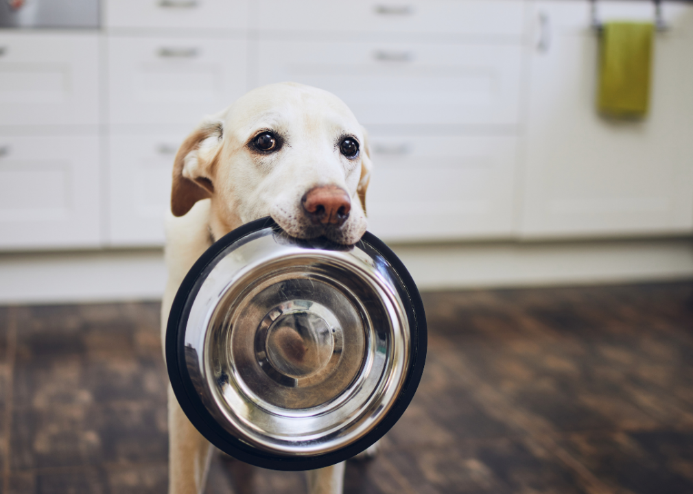 Dog with food bowl in its mouth