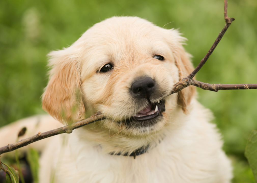 Puppy with stick in its mouth