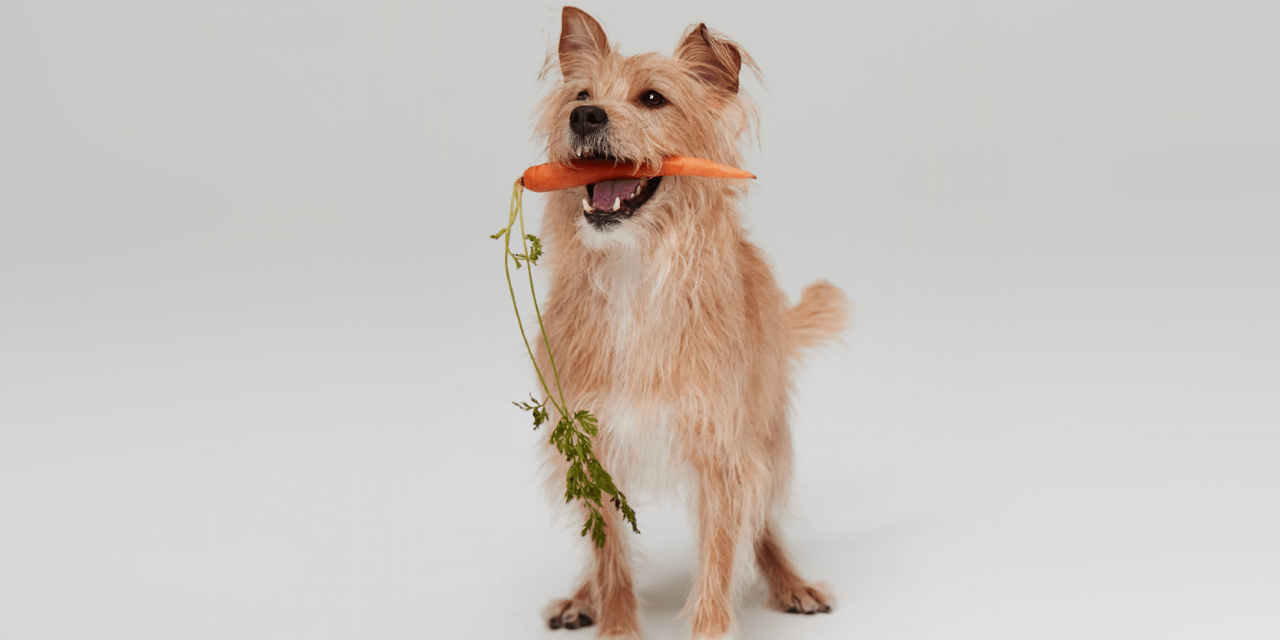 Dog with carrot in mouth