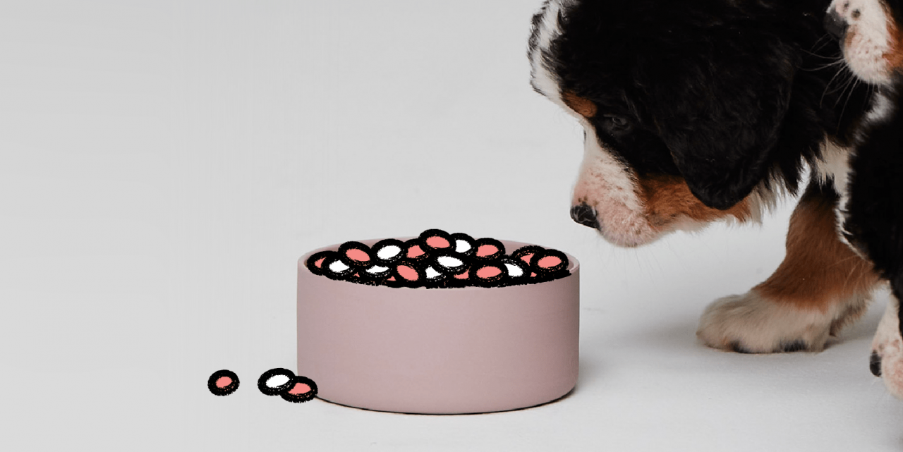 Dog with special bowl