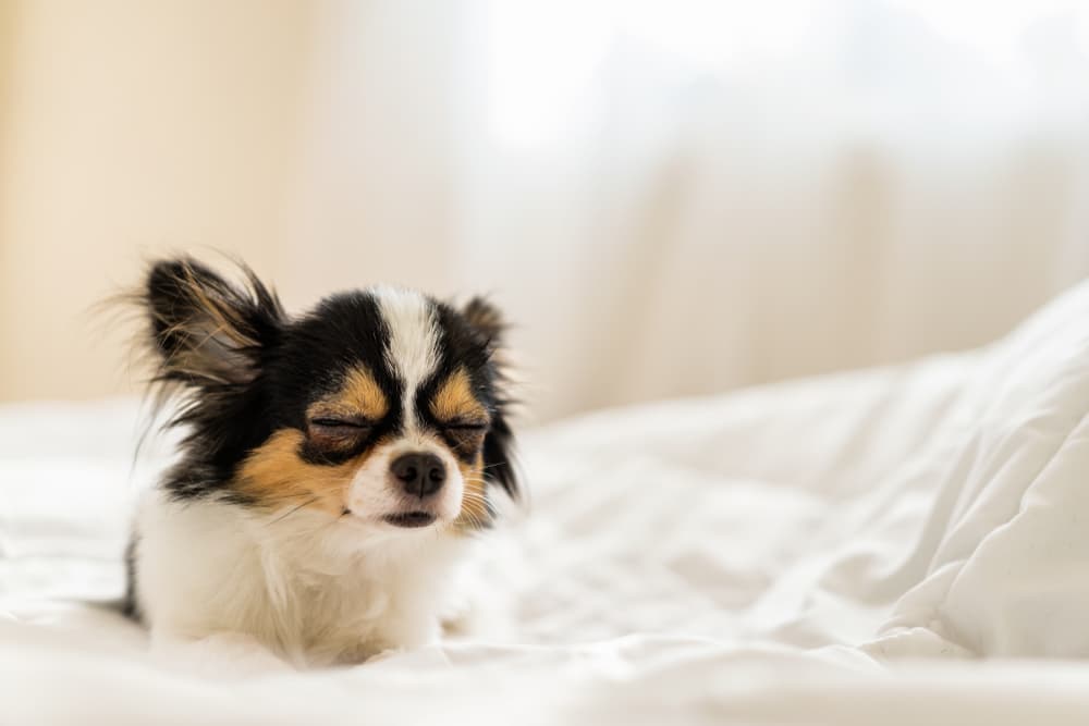 Chihuahua falling sleep on bed