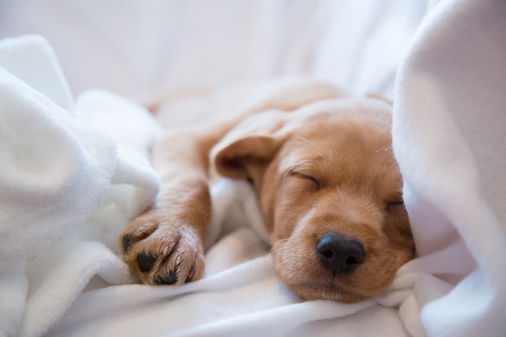 Cute puppy sleeping in sheets