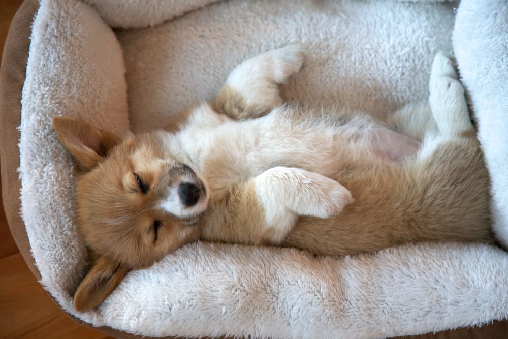 Corgi puppy asleep in dog bed