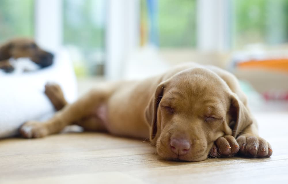 Puppy sleeping on hardwood floor