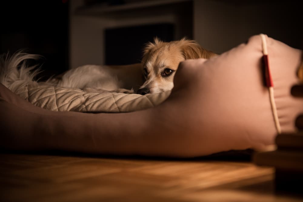 Scared dog at night in bed