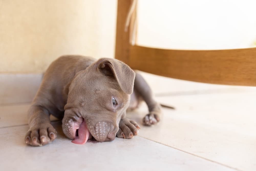 Puppy licking the floor