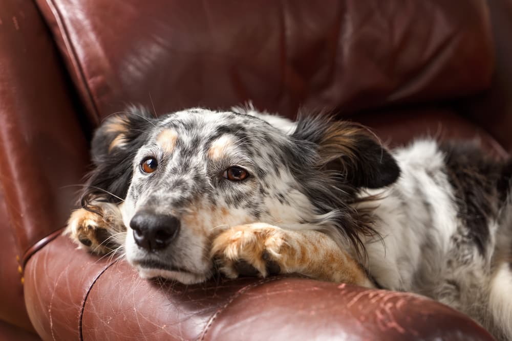 Dog laying on side of couch with head off the side looking lonely