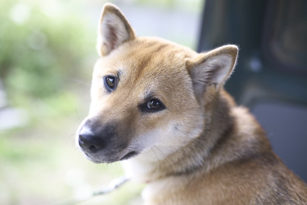 Dog looking sad thinking about why dogs lick the floor